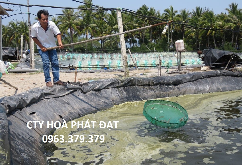 Hình ảnh: đánh bắt tôm cá Hòa Phát Đạt