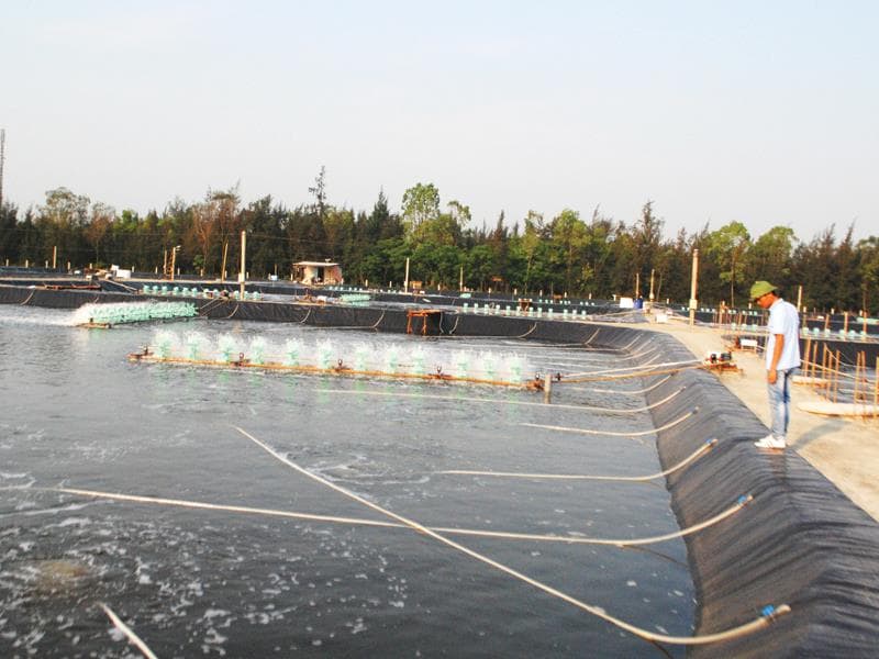 Hình ảnh: bạt lót hồ chứa nước nuôi tôm cá Hòa Phát Đạt