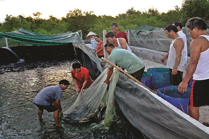 Hình ảnh: thu hoạch tôm cá Hòa Phát Đạt